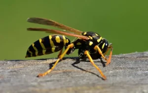 ต่อต่อย ผมหงอก