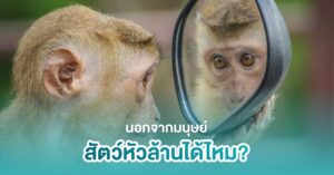 อาการหัวล้านในสัตว์